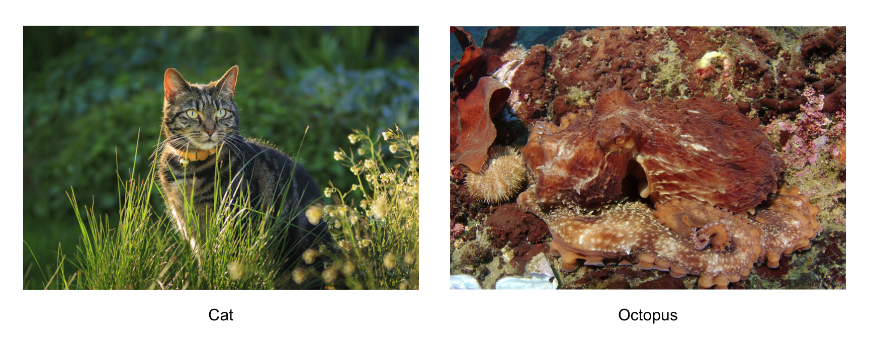 Can you spot the cat? And the octopus? Financial data is more like an octopus.